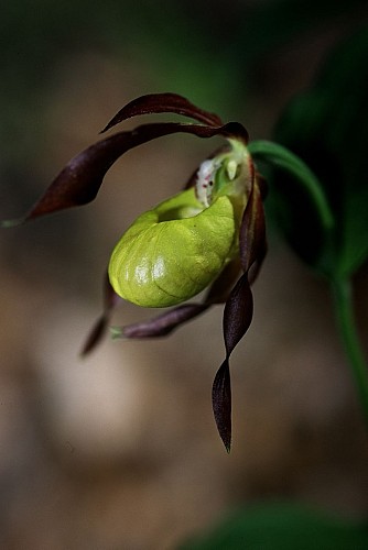 Anello pedonale : le Pralère