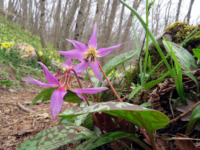 Senderismo - L'Alpage du Vuache