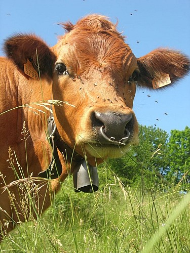 Cycling up Cormet de Roselend from Beaufort