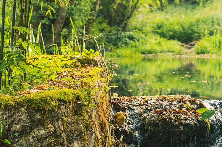 Lucey Ontdekkingspad