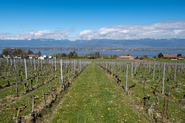 Hermance cross-border loop