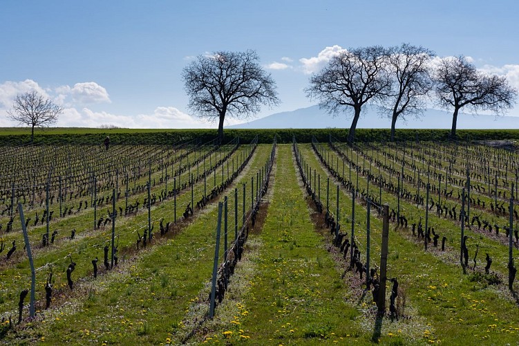 Hermance grensoverschrijdende lus