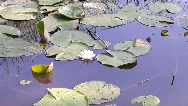 Wandelroute : De vijvers van Crosagny