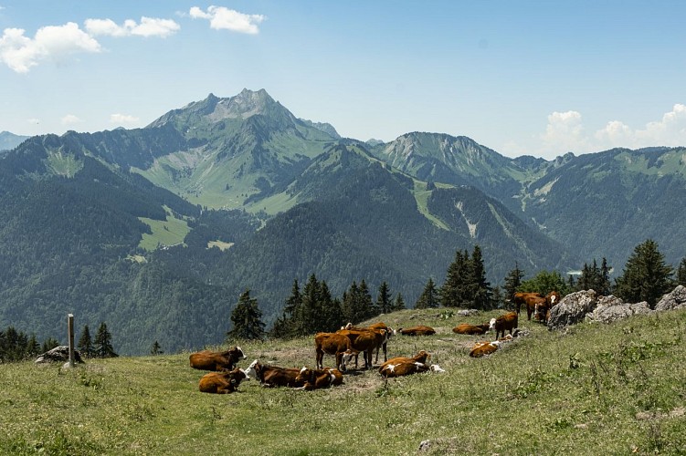 Randonnée pédestre : le Lac de Damoz des Moulins_Saint-Jean-d'Aulps