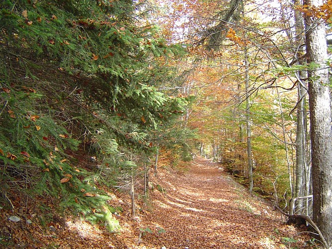 Tom Morel Historisch wandelpad