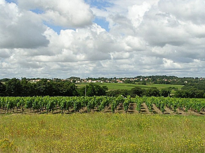 De SAINT-FLORENT-LE-VIEIL à CHAMPTOCEAUX en 1 jour