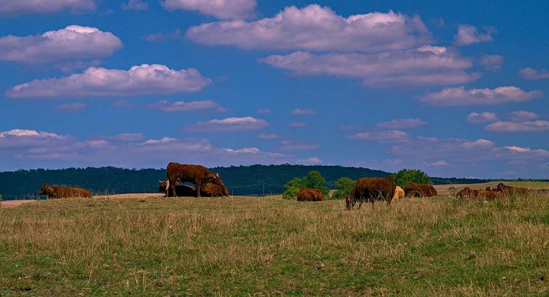 ZWISCHEN WALD UND SALZWIESEN