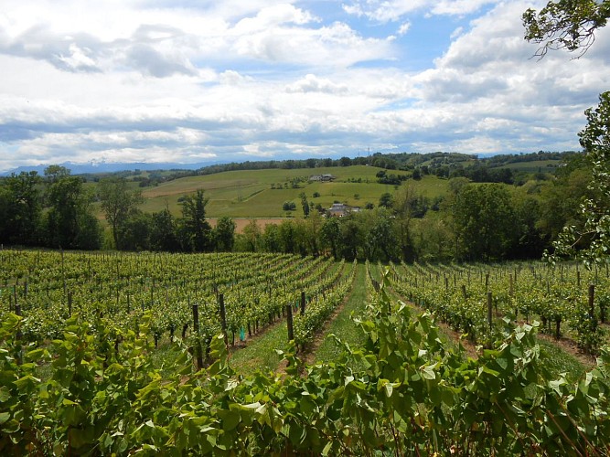 Vignobles de Cuqueron