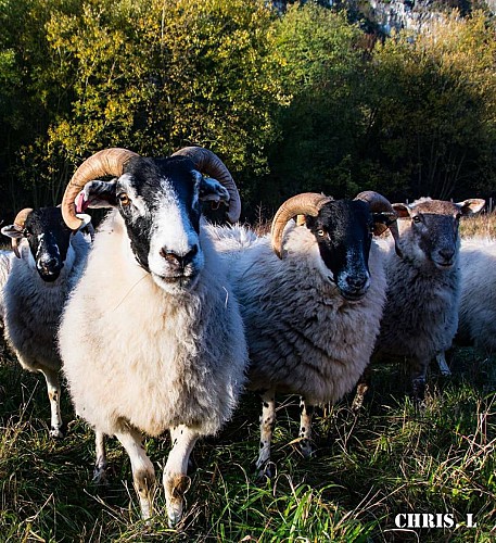 Découvrir la rive gauche de Flémalle en 11 km