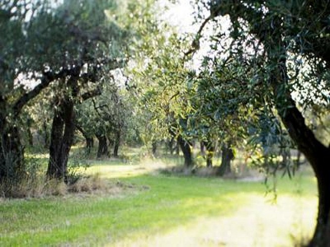 Topo 13 : Alpilles - Mouriès au coeur d'une oliveraie