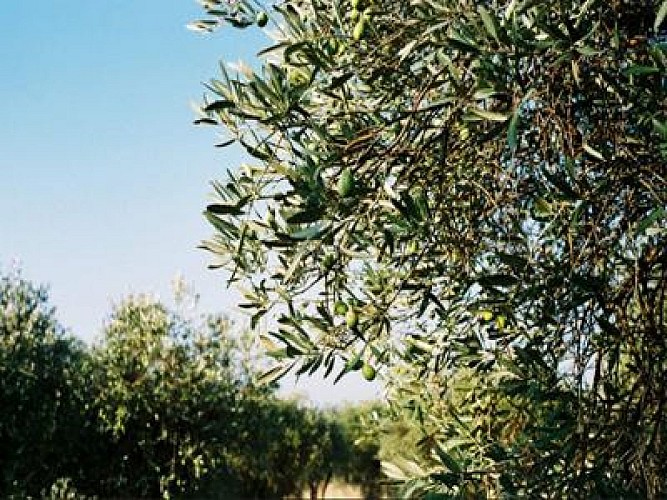 Topo 13 : Alpilles - Mouriès au coeur d'une oliveraie