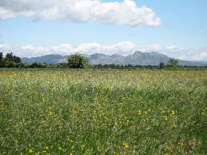Saint-Martin-de-Crau : entre quiétude et sites de caractère