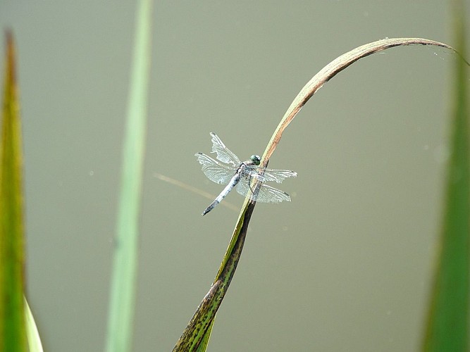 Liaison Sentier des Demoiselles - Espace Hermeline_1