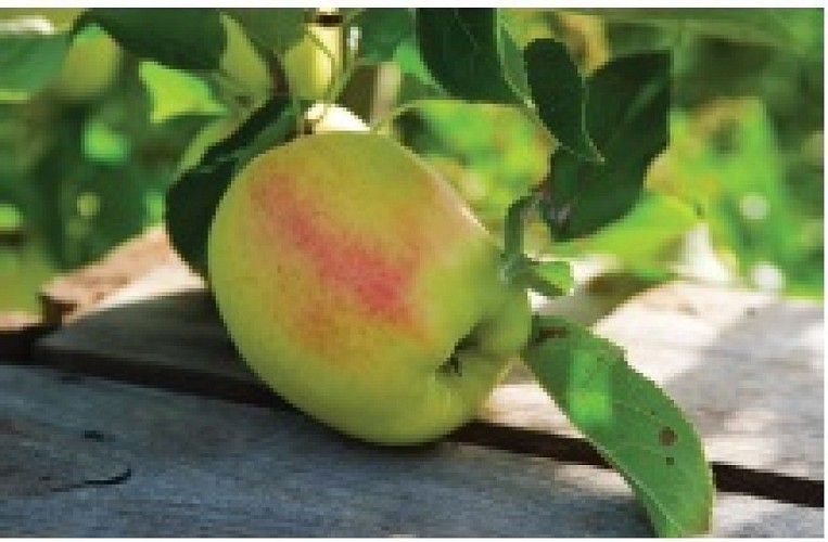 sentier randonnée les belles limousines_3