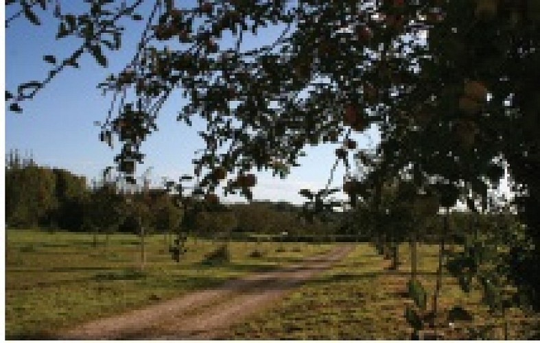 Sentier des belles limousines