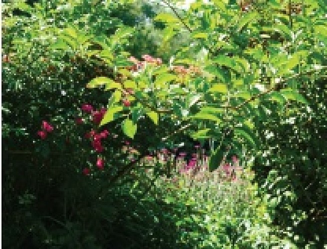 Sentier des grands monts saint-yrieix_3