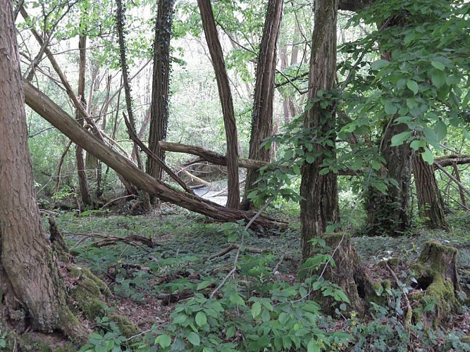 Bois Bréau variante corta