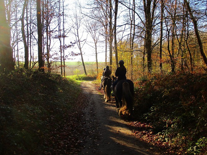 Villers-la-Ville : Up and down dans les bois de Villers