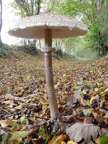 Champignons sur les chemins de Courcemont