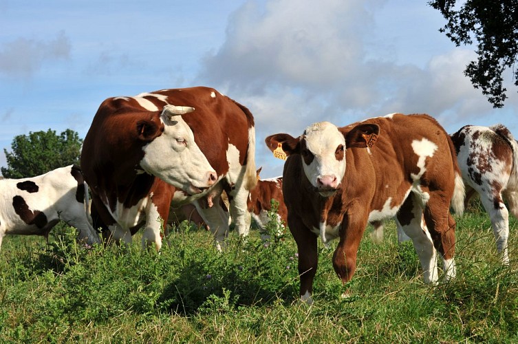 Vaches de race saosnoise