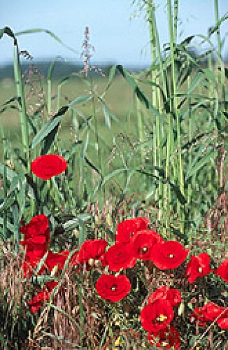 Coquelicot dans la campagne Maine Saosnois