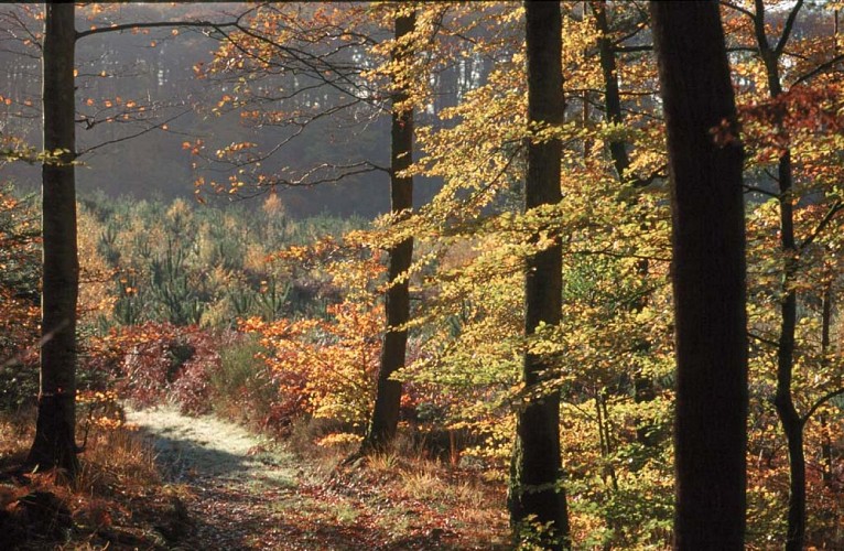 Forêt domaniale de Perseigne