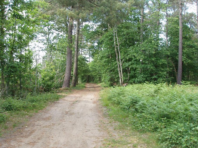Chemin de randonnées de Saint-Jean-du-Bois