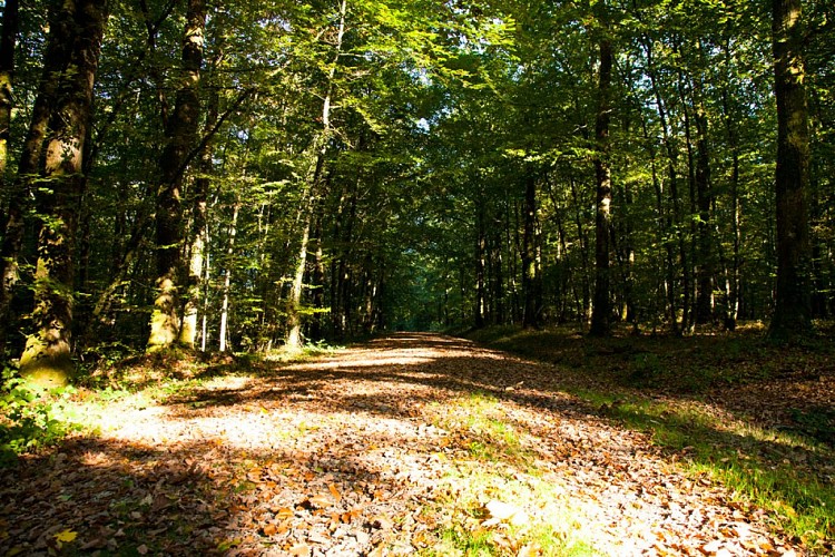 vallee-de-la-sarthe-Chemin-ITI-72