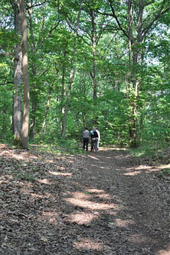 vallee-de-la-sarthe-chemin-creux-bois-cornuere-randonneurs