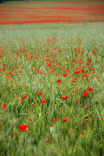 vallee-de-la-sarthe-coquelicots
