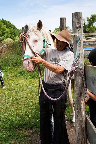 Vallee-de-la-sarthe-caresse-cheval-mesangeres-iti-72
