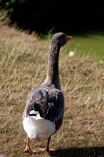Vallee-de-la-sarthe-Oie-mesangeres-iti-72