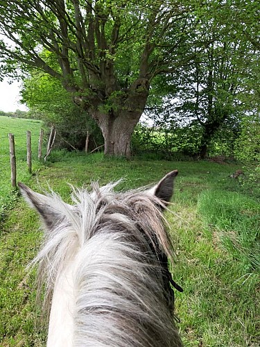 Randonnée équestre Beaufay