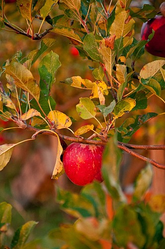 La Racotterie_Neuvy le Roi