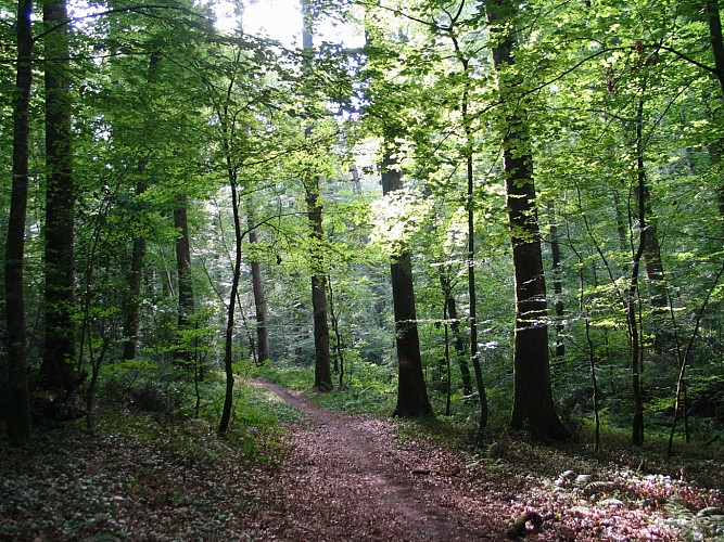Randonnée pédestre.Saint Jean de la Motte