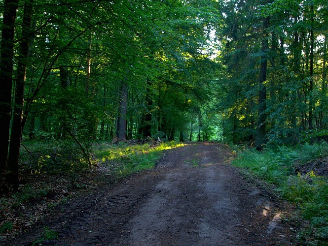 Chemin forestier de la Karlsbrunn Wald