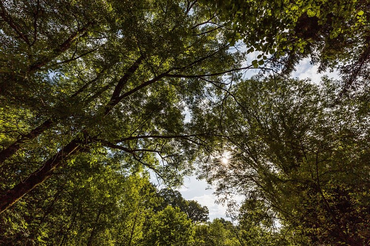 Sant Iltud - Coadout