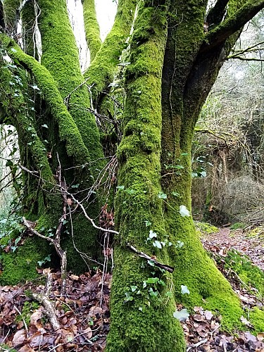 Circuit de Kerthomas - Plusquellec