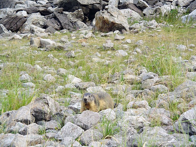 Les marmottes du Lauvitel