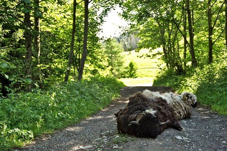 Moutons sur la route vers l'Ormay