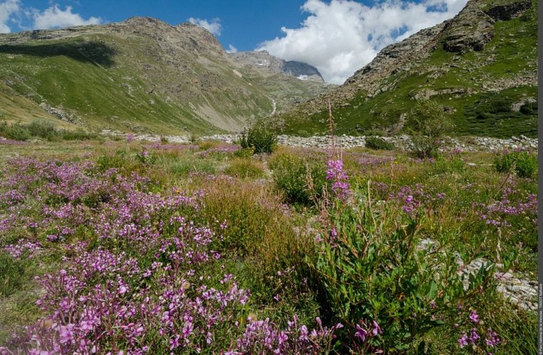 Tapis d'épilobes de Fleisher sur les bords de l'Arc