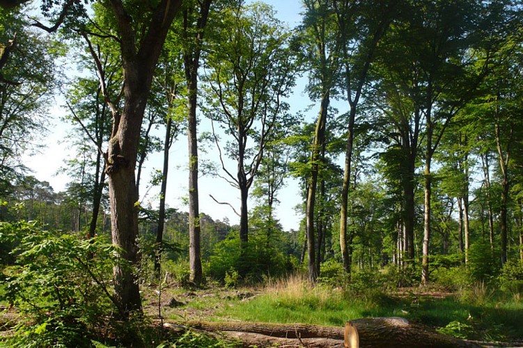 Forêt de Rennes