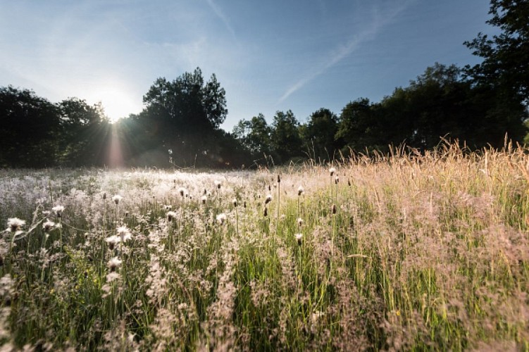 Les Landes de Jaunouse - Billé Combourtillé Parcé Montreuil des Landes 