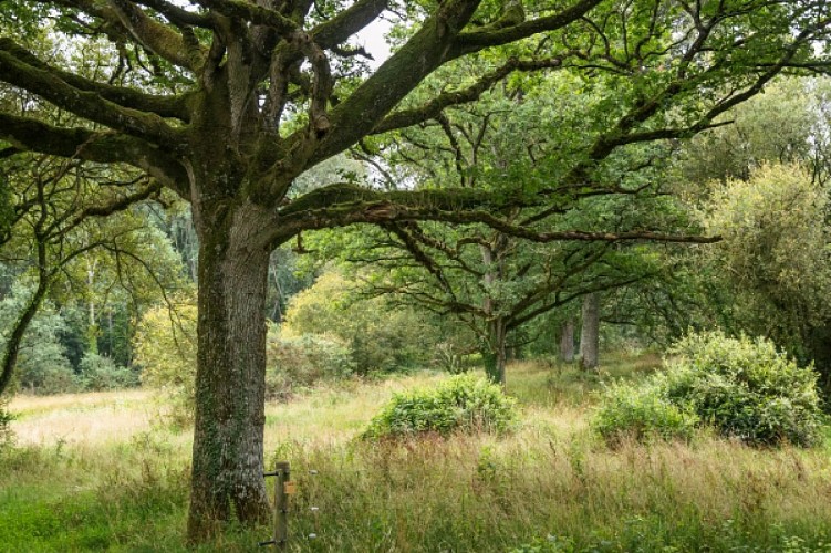 Les Landes de Jaunouse - Billé Combourtillé Parcé Montreuil des Landes-2