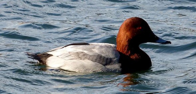 En bord d'eau de l'Ile Robinson (Visé) à la gravière Brock à Hermalle