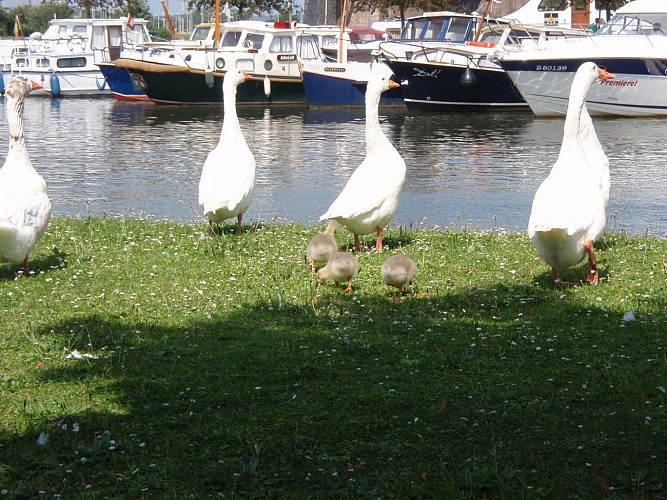 En bord d'eau de l'Ile Robinson (Visé) à la gravière Brock à Hermalle