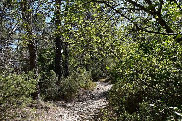 Rando Tourves - Oratoires Saint-Probace