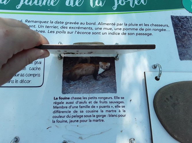 Randonnée à l'ombre des bois Seillons-Source-d'Argens