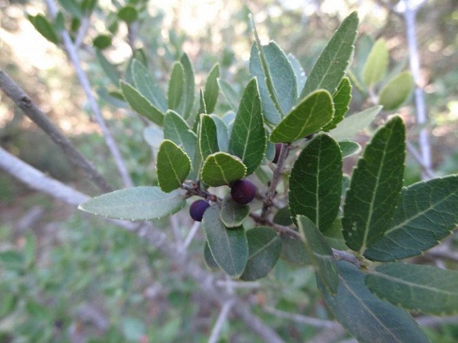 Randonnée à l'ombre des bois Seillons-Source-d'Argens