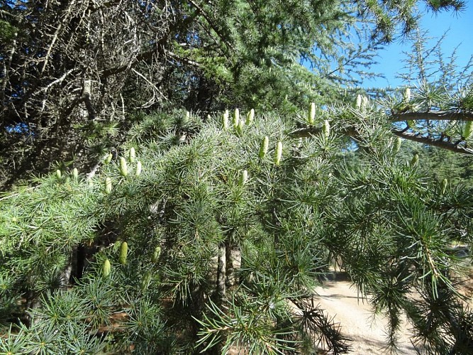 Randonnée à l'ombre des bois Seillons-Source-d'Argens